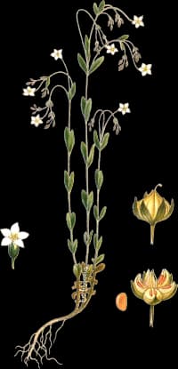 En bild på en vit blomma