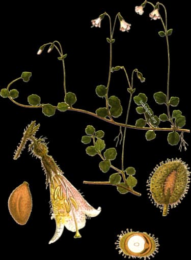 En bild på en vit eller rosa blomma