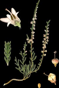 En bild på en vit/råsa blomma