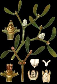 En bild på en buske med vita små bär