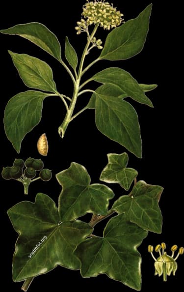 En bild på en klätterväxt med stora gröna blad och grönaktiga blommor och svarta bär