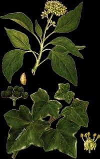 En bild på en klätter växt med stora göröna blad och grönaktiga blommor och svarta bär