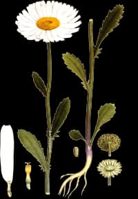 En bild på en vit blomma