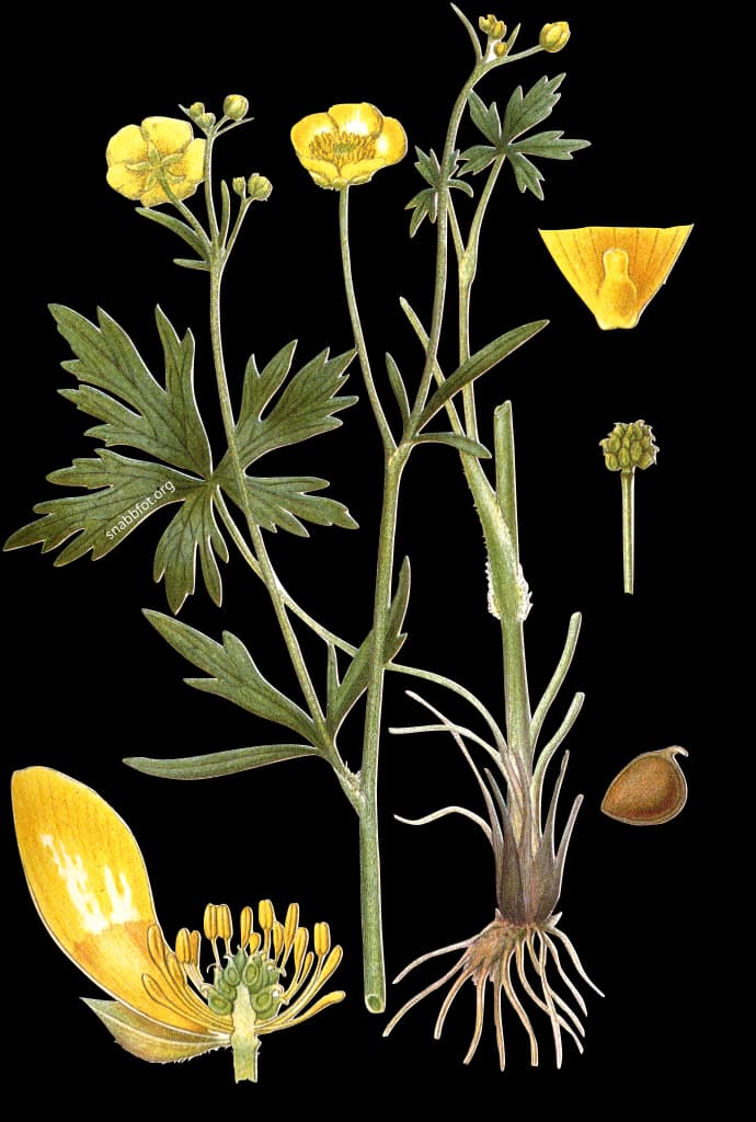 En bild på en gul blomma med många kronblad, blommar under sommaren