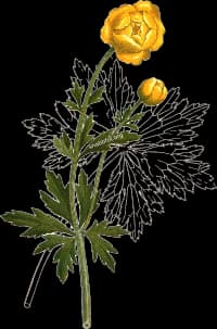 En bild på en gul blomma