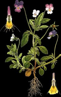 En bild på en blomma som går i en gradient från lila till vit till gul