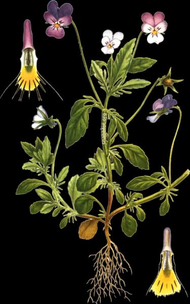 En bild på en blomma som går i en gradient från lila till vit till gul