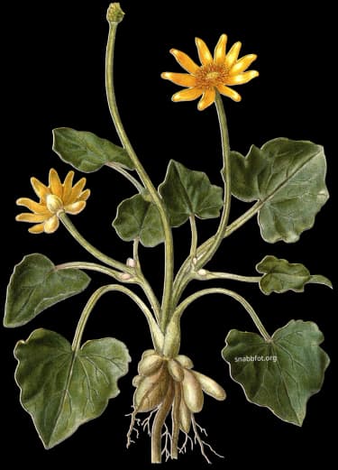 En bild på en gul vårblomma med hjärtformade blad