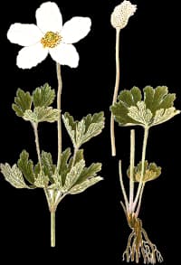 En bild på en vit blomma