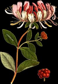 En bild på en rosa blomma