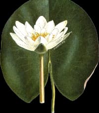 En bild på en vit blomma