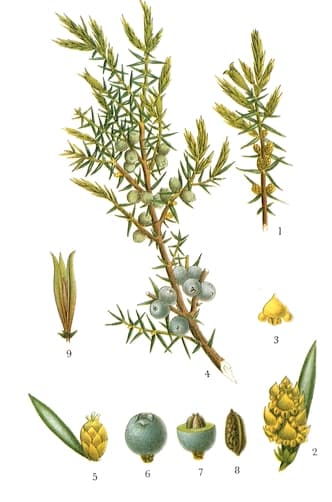 En