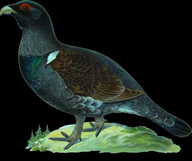 Tjäder ♂