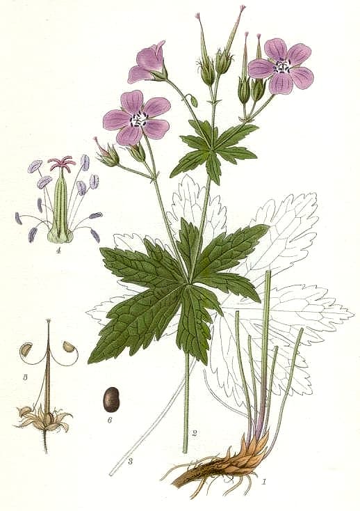 En bild på en rosa blomma med mörka nerver