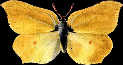 Citronfjäril