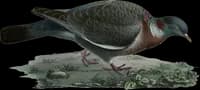 Ringdufva