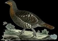 Tjäder ♀