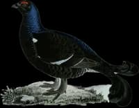 Orre ♂