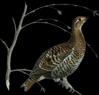 Orre ♀