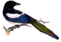 Skata
