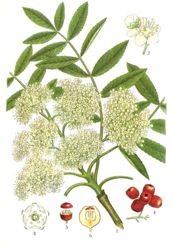 Rönn