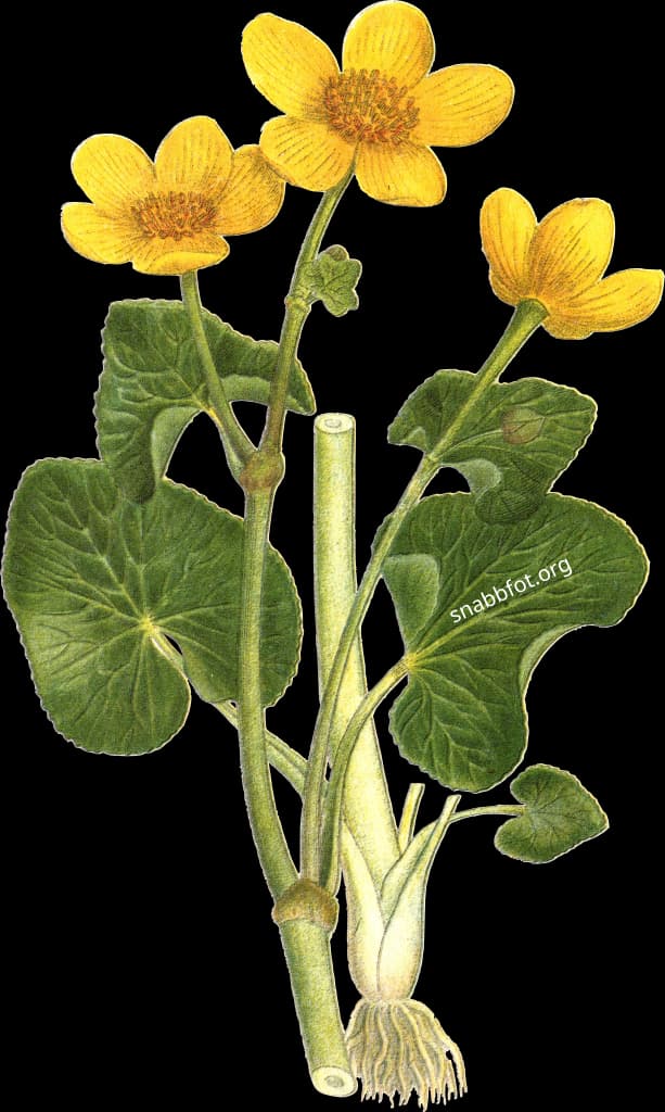 En bild på en gul blomma som växer vid vatten