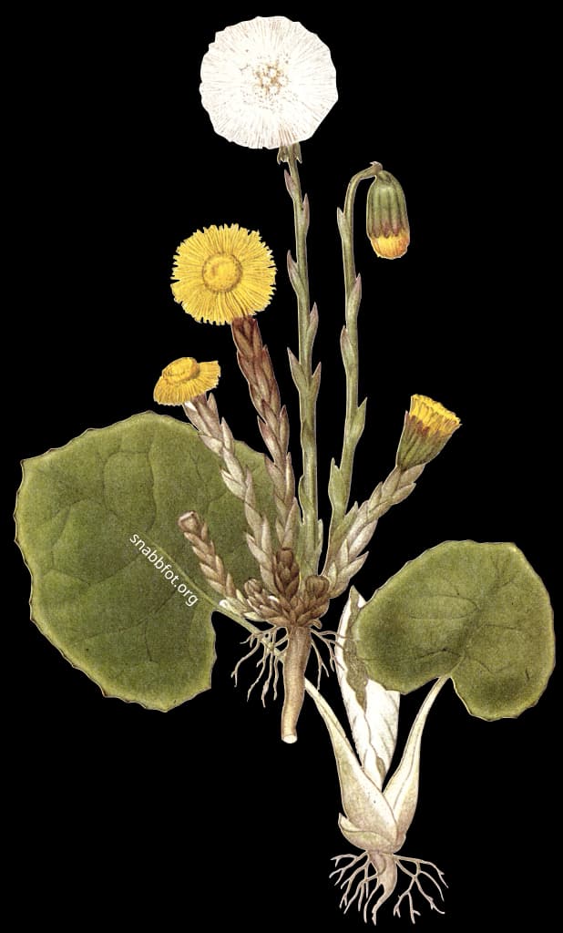 En bild på en gul vårblomma