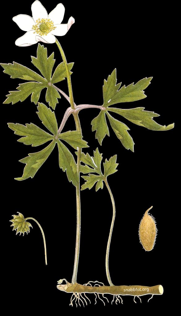 En bild på en vit blomma med sex kronblad