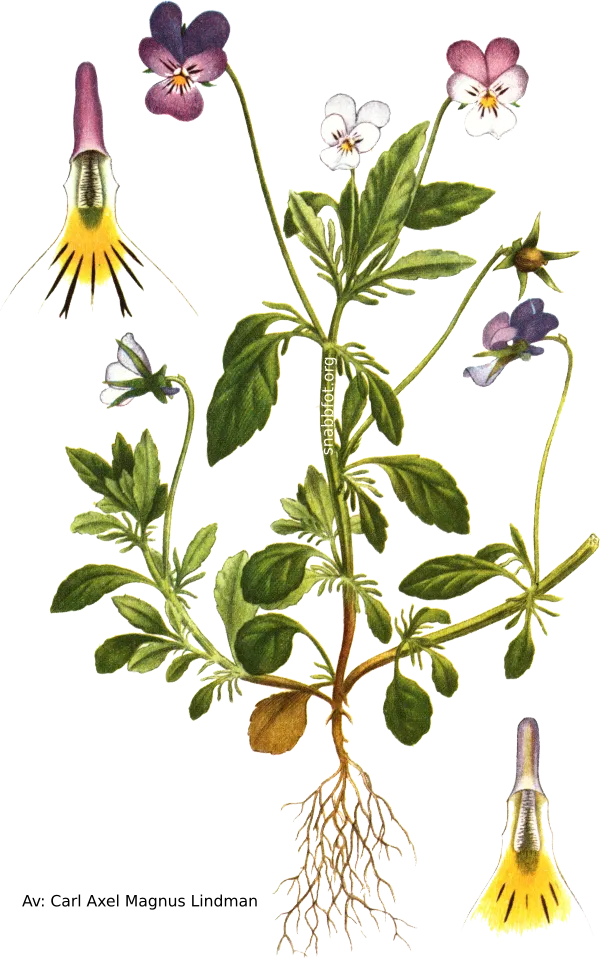 Styvmorsviol