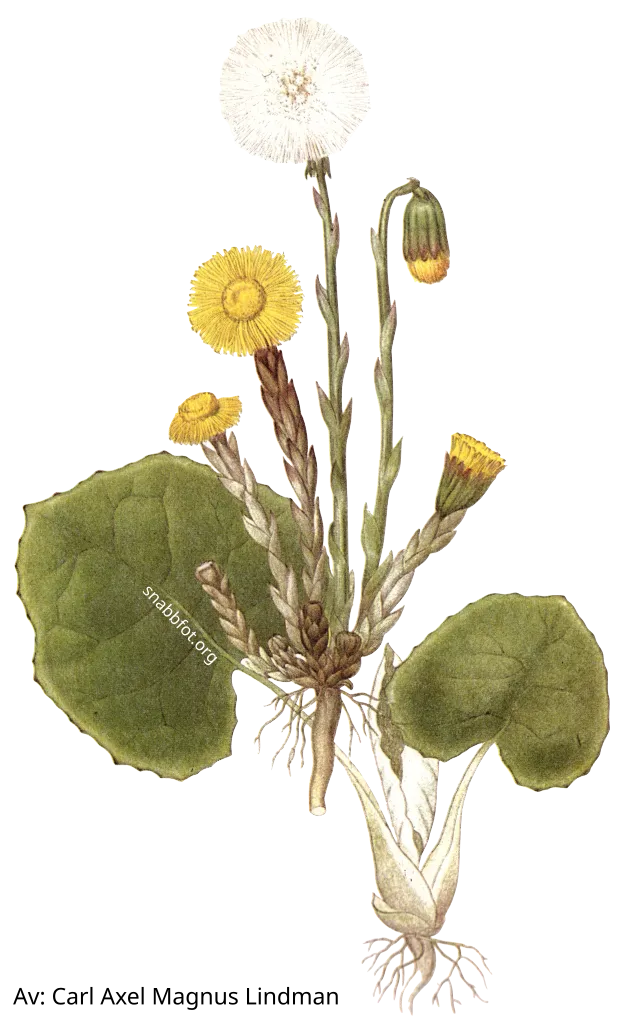 Tussilago