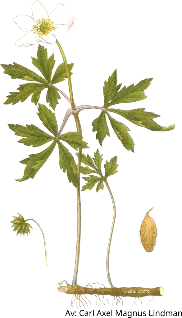 Vitsippa